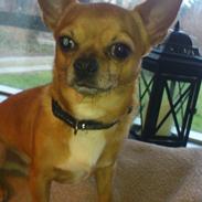 Chihuahua Casper