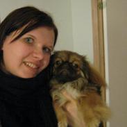 Pekingeser Amanda