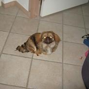 Pekingeser Amanda