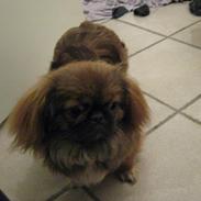 Pekingeser Amanda
