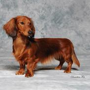 Gravhund Coco Aura's Andrea