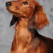 Gravhund Coco Aura's Andrea