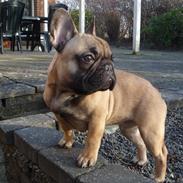 Fransk bulldog Chewie 