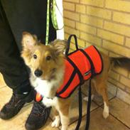 Shetland sheepdog Zeus