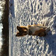 Shetland sheepdog Zeus