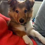 Shetland sheepdog Zeus