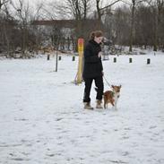 Shetland sheepdog Zeus