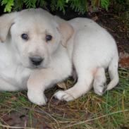 Blanding af racer Jack