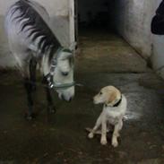 Blanding af racer Jack