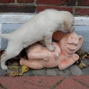 Blanding af racer Jack