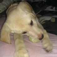 Blanding af racer Jack