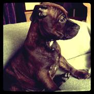 Staffordshire bull terrier Luffe