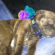 Staffordshire bull terrier Luffe