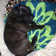 Staffordshire bull terrier Luffe