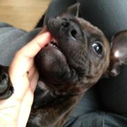 Staffordshire bull terrier Luffe