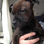 Staffordshire bull terrier Luffe