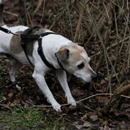 Dansk svensk gaardhund Balder