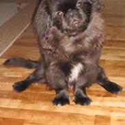 Pekingeser Milas (Elvis)