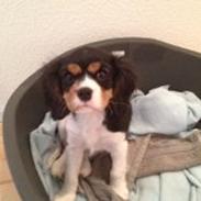 Cavalier king charles spaniel Pelle