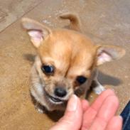 Chihuahua Chloe
