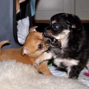 Chihuahua Chloe