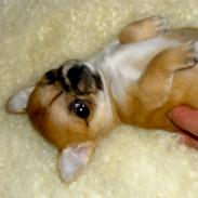 Chihuahua Chloe