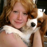 Cavalier king charles spaniel Birkedals Indi <3