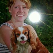 Cavalier king charles spaniel Birkedals Indi <3