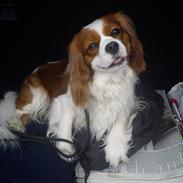Cavalier king charles spaniel Birkedals Indi <3
