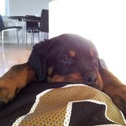 Rottweiler Rico