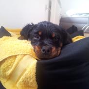 Rottweiler Rico
