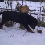 Rottweiler Rico