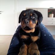 Rottweiler Rico