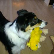 Border collie Sally