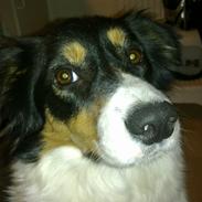 Border collie Sally
