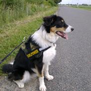 Border collie Sally