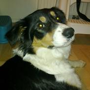 Border collie Sally
