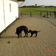 Flat coated retriever Tais