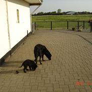 Flat coated retriever Tais
