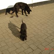 Flat coated retriever Tais