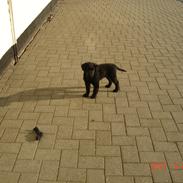 Flat coated retriever Tais