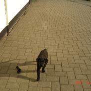 Flat coated retriever Tais