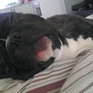Fransk bulldog laban