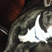Fransk bulldog laban