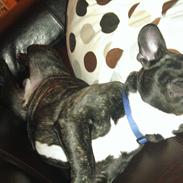 Fransk bulldog laban