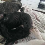 Fransk bulldog laban