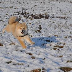 Blanding af racer Gaia