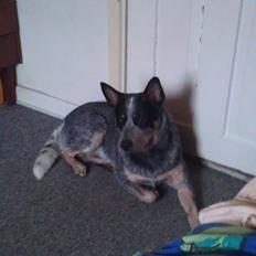 Australsk cattledog Pepsi