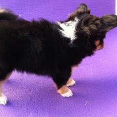 Blanding af racer Baily - Chihuahua / Papillon
