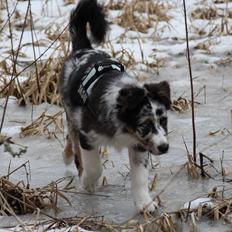 Australian shepherd Godrumgaard´s Jason